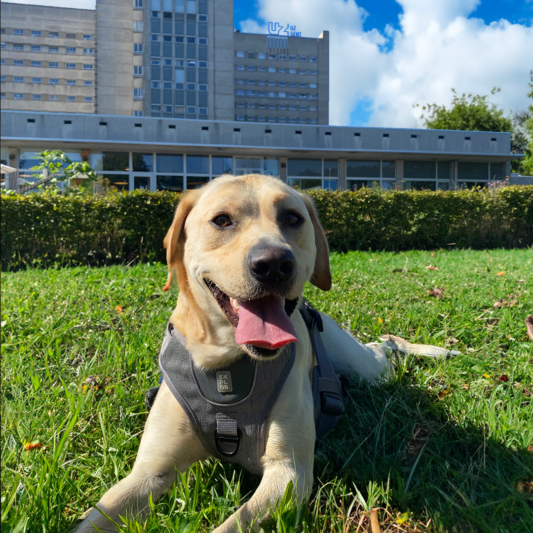 Een dag op stap met Nuna, de therapiehond van UZ Gent