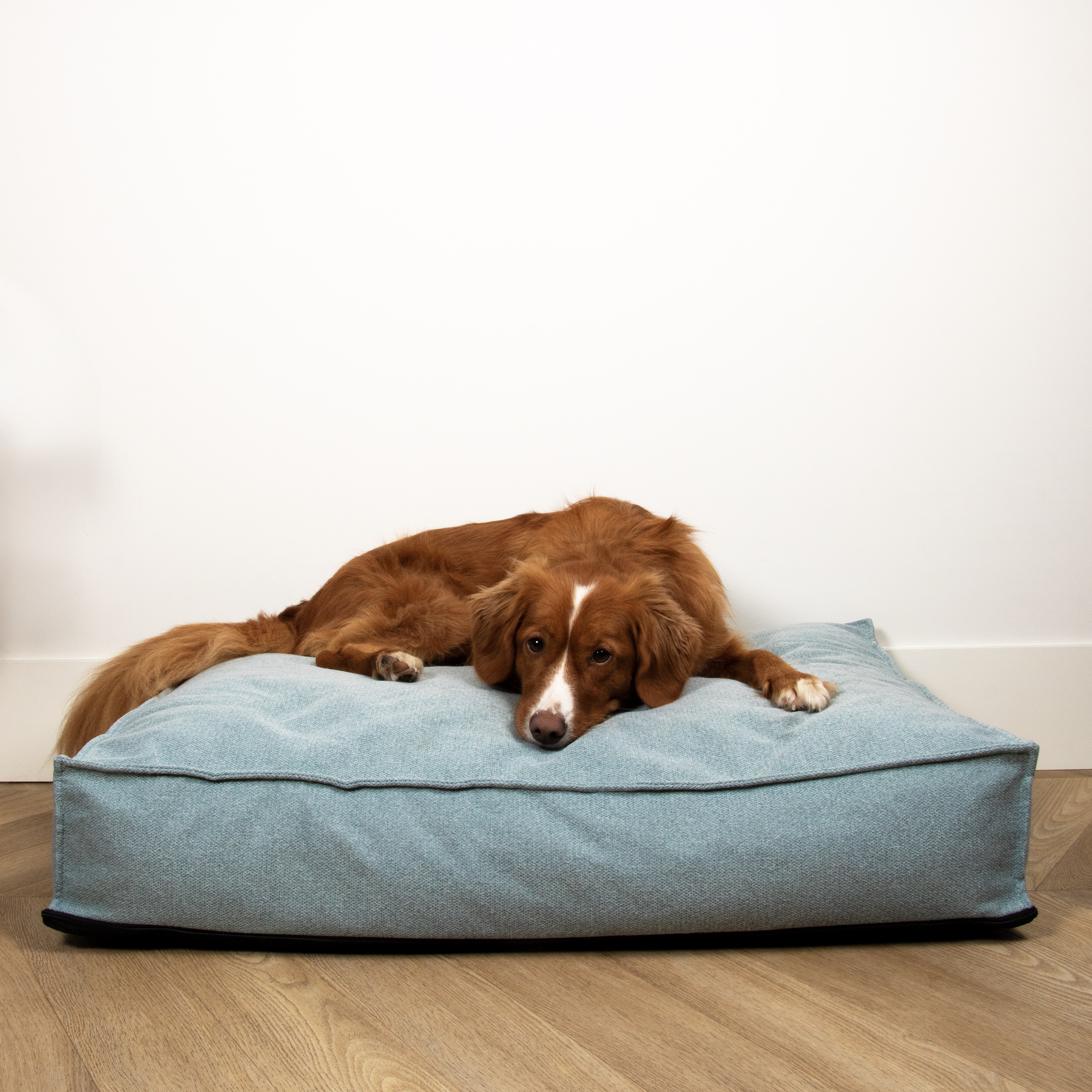 Nieuw in het assortiment: D&D home Eden, premium hondenkussens